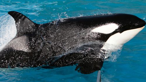 California bans captive orca breeding following end of Sea World's program