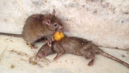 A rat eats over the comatose body of its fellow, following a night of rum-drinking. (Ehsan Knopf/9NEWS)