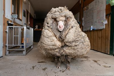 Baarack - the sheep overcome by fleece