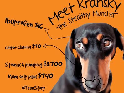 kranksy sausage dog eats pain medication