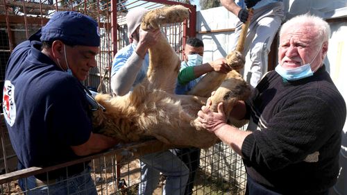 Veterinary and team leader at the international animal welfare charity Four Paws Amir Khalil gives treatment to Simba the lion that was abandoned at the Muntazah al-Nour zoo in eastern Mosul. (AFP)