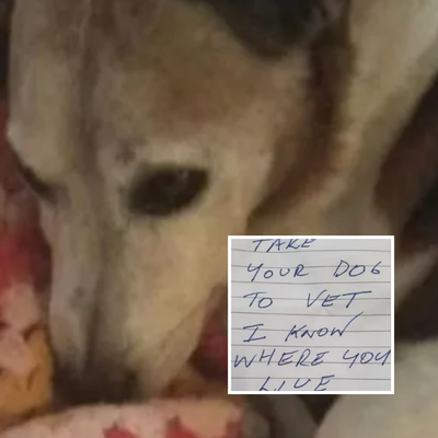 Queensland dog returns home with menacing message on his collar