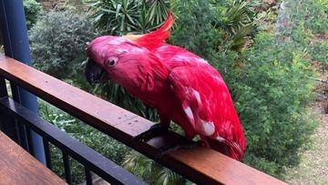 Bundeena cockatoos dyed