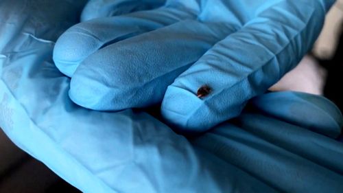 An exterminator catches a bedbug