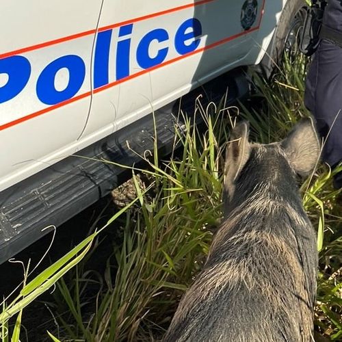 Police and the RACQ were alerted to the solo swine at Elimbah just after 2.30pm on Sunday afternoon, following multiple reports from concerned motorists. 