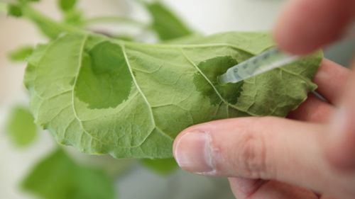 The small scale introduction of bacteria containing engineered DNA into the leaf of the nicotiana benthamiana plant, which is a close relative of tobacco. (Photo by Sean Gallup/Getty Images)