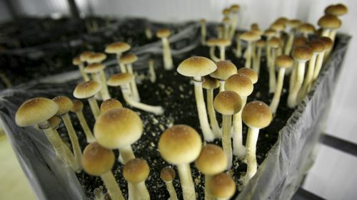 Magic mushrooms are among more than 100 drugs inadvertently legalised by the Irish courts. (AAP)