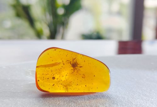 This is the first crab in amber from the dinosaur era is seen.