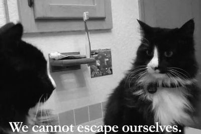 Deep-thinking emo kitty Henri recently took out the top prize in the inaugural Internet Cat Film Festival for his indie movie <i> Henri 2, Paw de Deux</i>.