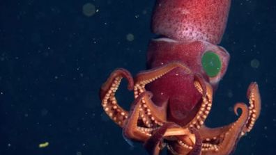 Twilight Zone weird-eyed strawberry squid spotted off California coast