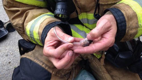 US firefighters rescue family of hamsters from house fire