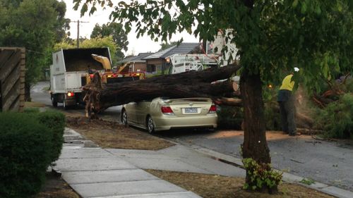 A car was crushed by a tree in Wantirna. (Ryan Kuff)