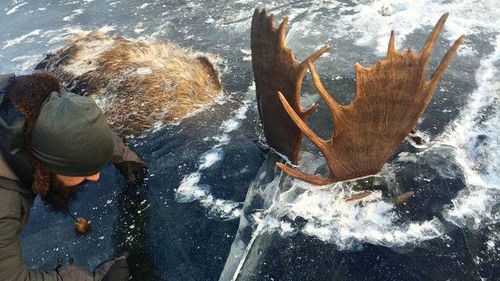 Two moose found frozen mid-fight in Alaska 
