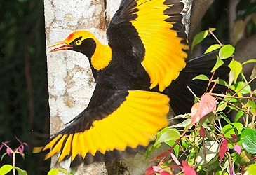 What is the sex of the regent bowerbird illustrated above?