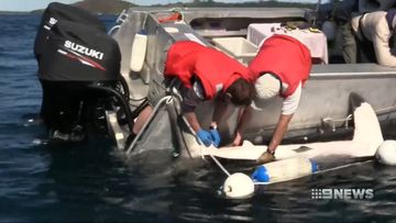 Environmental activists demand shark drum line trial be abandoned