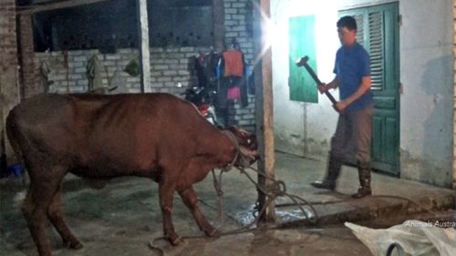 Vietnam cattle cruelty probe curbs exports