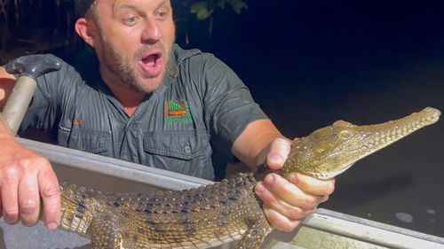 Il giovane coccodrillo è stato portato all'Australian Reptile Park, dove viene controllato e curato da un team di veterinari.