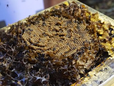 Sourcing stingless bees