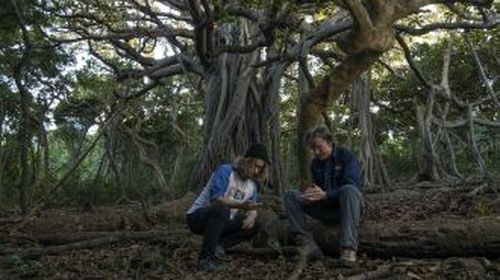 University of Sydney Honours student Maxim Adams and NSW Department of Planning and Environment scientist Nicholas Carlile under the banyan tree where they made the surprise discovery.