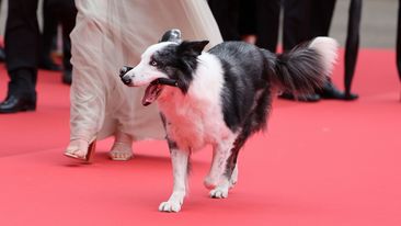 CANNES, FRANCE - MAY 14: Messi the dog attends &quot;Le Deuxieme Acte&quot; (&quot;The Second Act&quot;) Screening &amp; opening ceremony red carpet at the 77th annual Cannes Film Festival at Palais des Festivals on May 14, 2024 in Cannes, France. (Photo by Cindy Ord/Getty Images)
