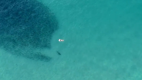 One surfer passed within metres of one of the grey nurse sharks.