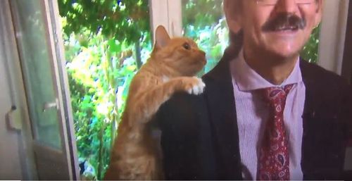 Mr Targalski's furry friend began grooming him during the interview. image: Twitter