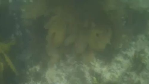 The diver's underwater camera captured the entire adventure. (9NEWS)