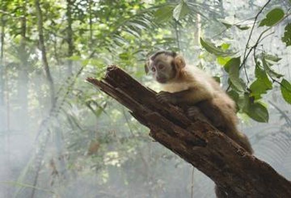 Amazonia
