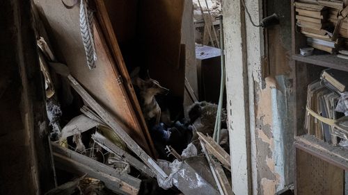 A dog sits inside a house damaged after a missile strike in Druzhkivka, eastern Ukraine, Sunday, June 5, 2022. (AP Photo/Bernat Armangue)
