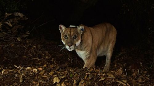 Local celebrity mountain lion P-22 had to be euthanised after he was likely struck by a vehicle.