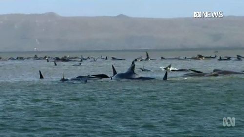 Around 270 pilot whales after they were discovered beached in Macquarie Harbour, near Strahan on Monday morning. 