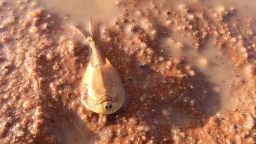 Heavy desert rain brings shrimp to life in Australian outback