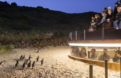 Phillip Island penguin parade.