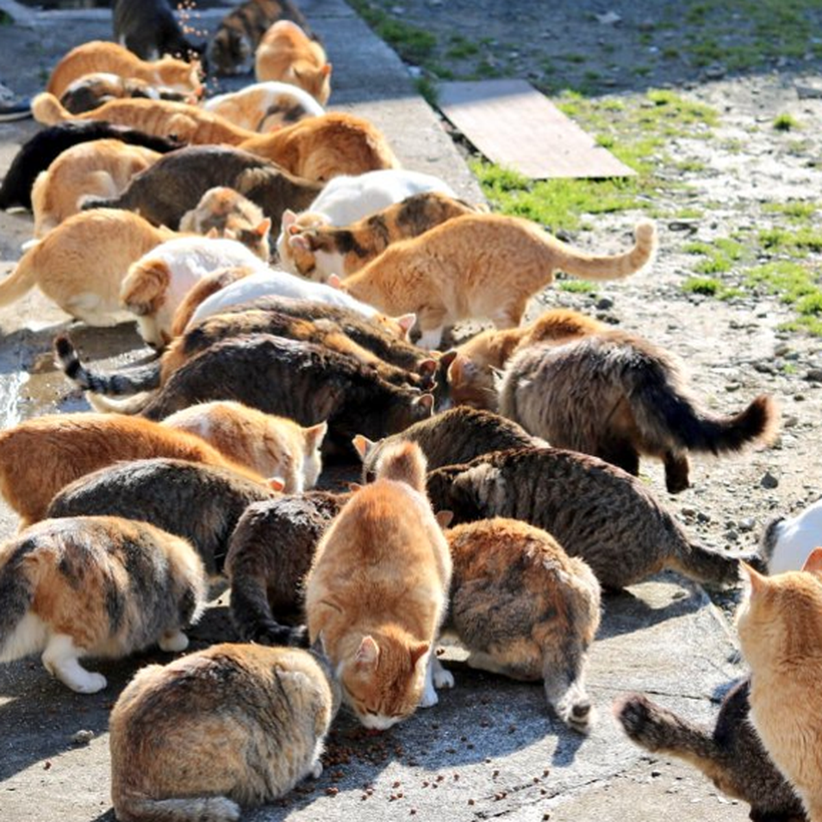 Aoshima, the cat island