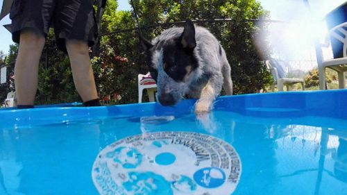 Splash pools have been set up in larger parks to keep dogs cool (9NEWS)