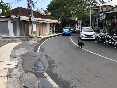 The relationship between dogs and humans in Bali is different to western cultures. The dogs have a lot more freedom and this can leave them vulnerable to being captured and tortured in the dogma trade.