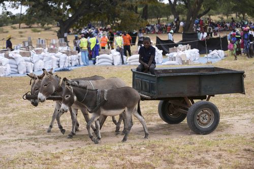 A young boy with a donkey cart arrives to receive food aid in southwestern Zimbabwe