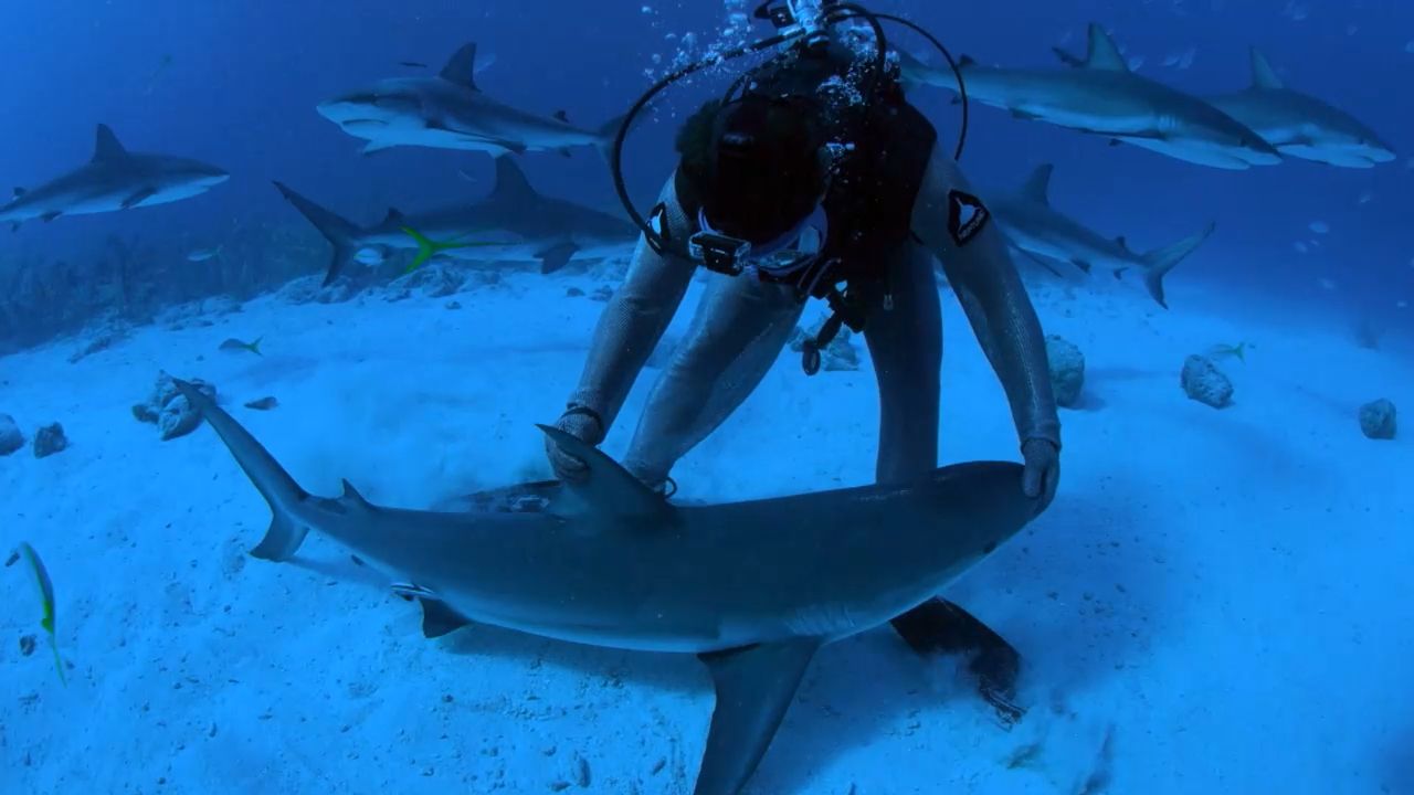 zombie deep blue shark zombie deep blue shark