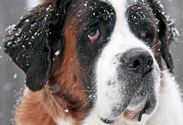 The St Bernard breed originated in which mountain range?