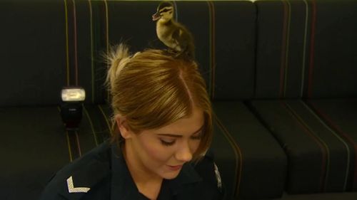 The ducklings spent some time with police while waiting to be taken home. (9NEWS)