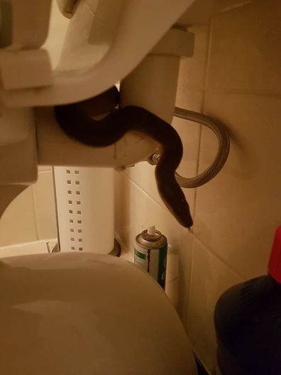 Cairns news: Woman finds snake and two rats inside toilet bowl early morning