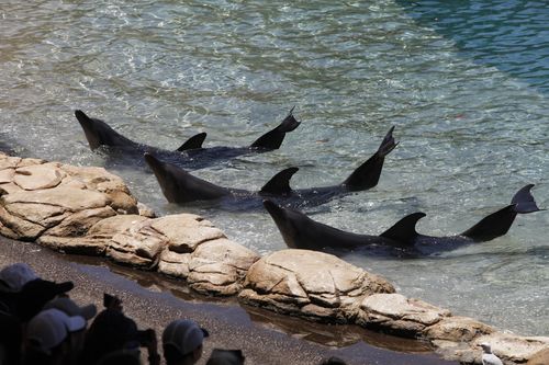There are only two captive dolphin venues left in Australia.