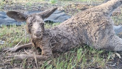 Kangaroo caked in mud found near at Kialla Lakes in a flood area.