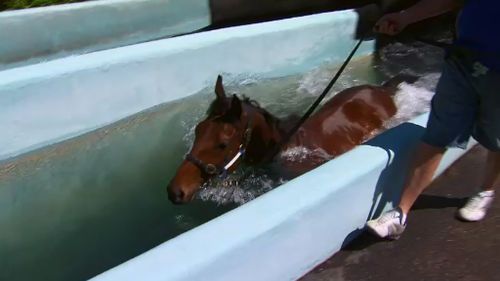 Kavanagh's horse Magicool will run in the Caulfield Cup on Saturday. (9NEWS)