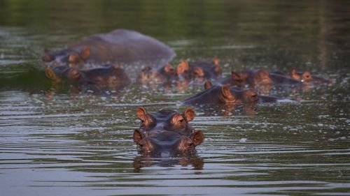 The hippos were originally brought to Colombia by the late drug baron Pablo Escobar as part of his personal zoo.