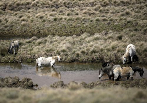 Culling of the feral horses is controversial but they cause extensive environmental damage to the Snowy Mountains region.