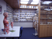 Skeleton and specimen cabinets at the R. A Rodda Museum 
