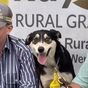 Border collie sells for world record breaking $40,000