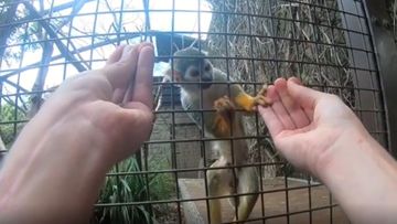 Fooling a monkey with magic is all in the hands