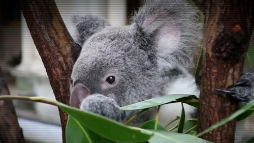Environmentalists have been left disappointed after it was revealed $2.7 million in Queensland state funding originally meant for a koala research facility, was instead redirected to build a rollercoaster.